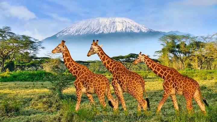 Aberdare Safari