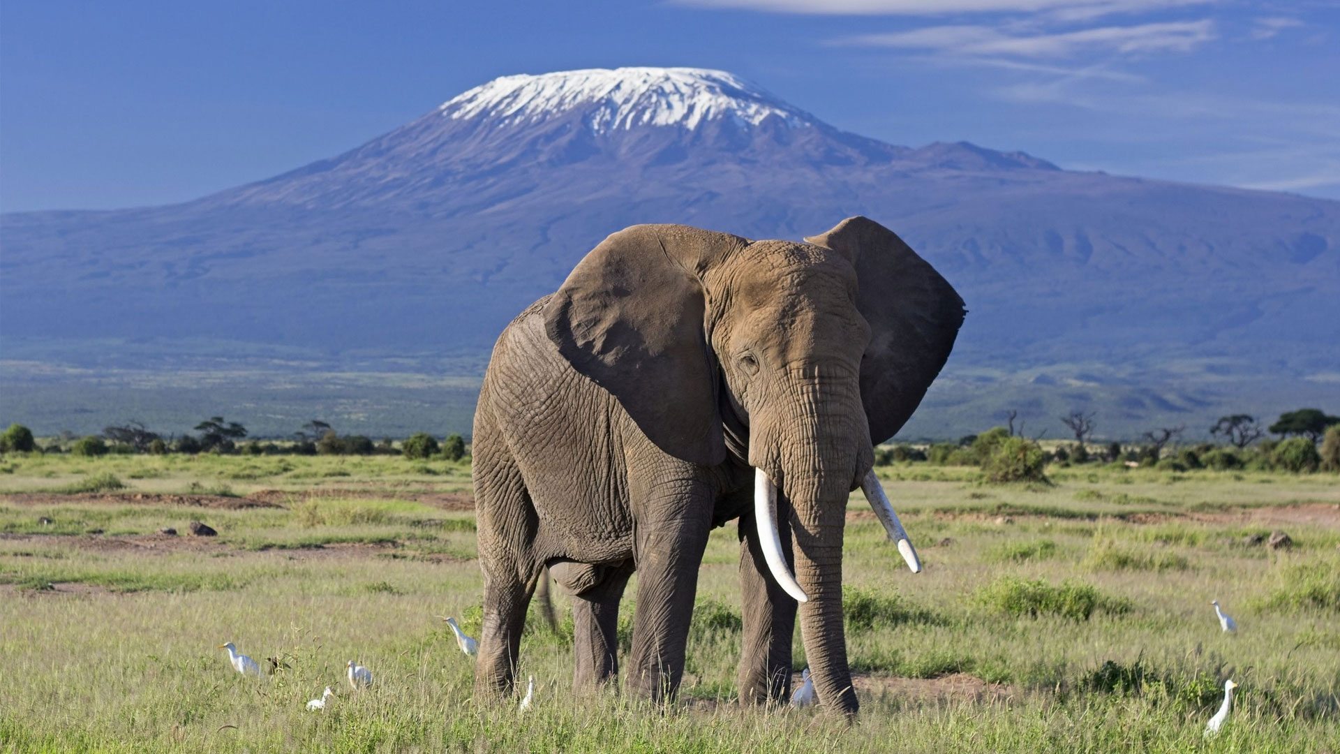 Amboseli Safari