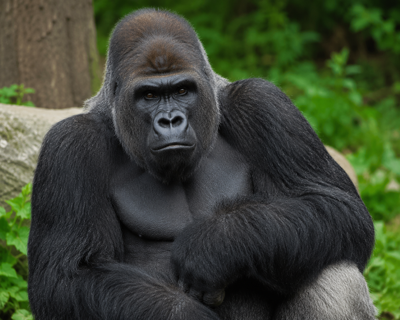 Bwindi Forest