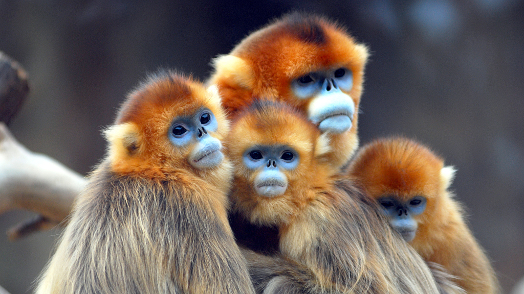 Golden Monkey Trekking