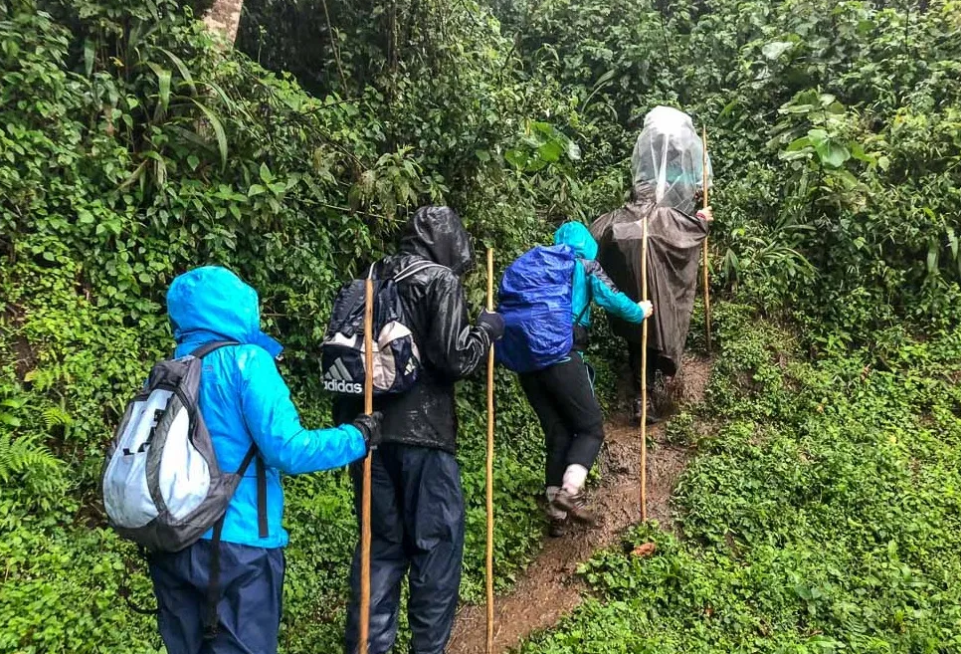 Gorilla Trekking