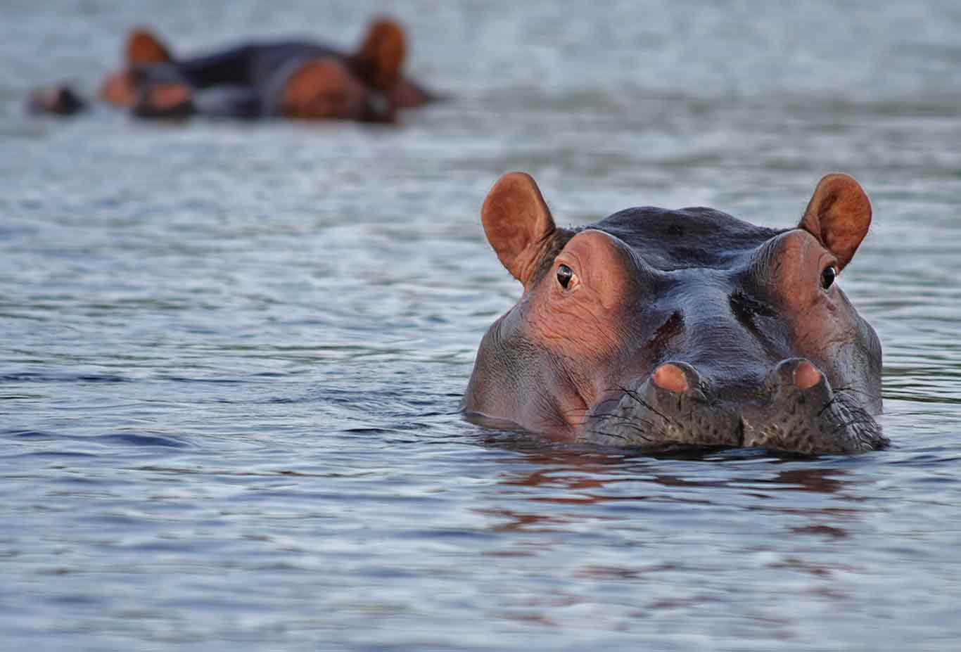 Katavi Safari