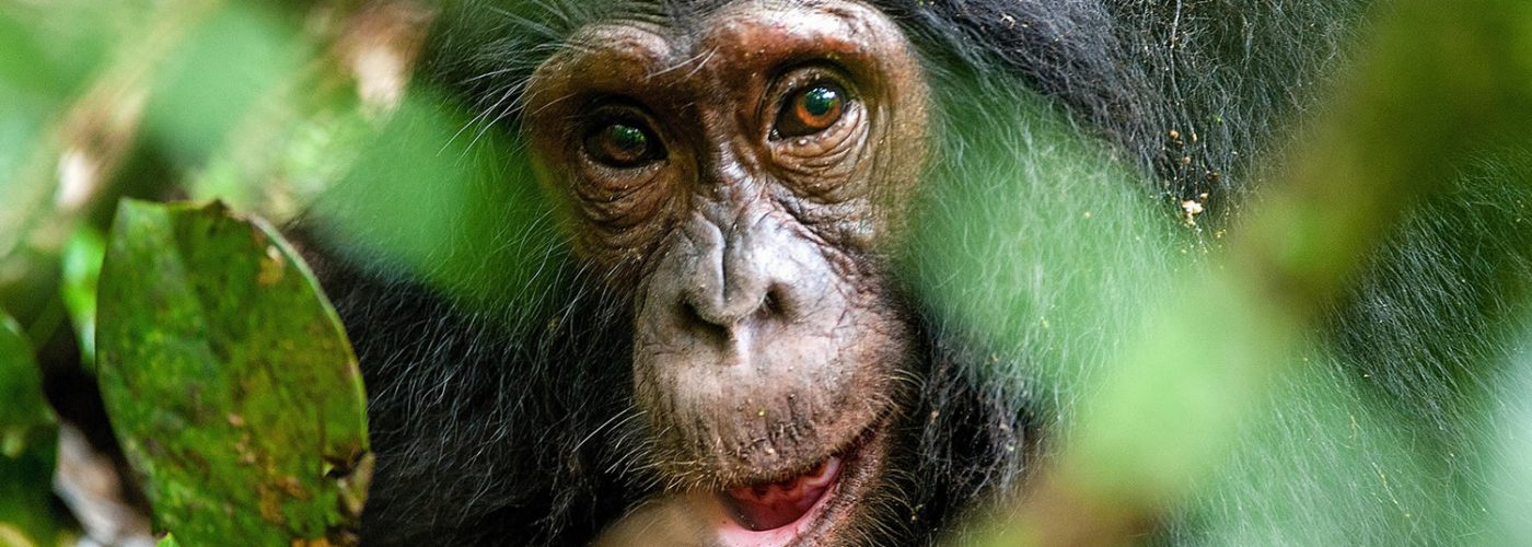 Chimpanzees