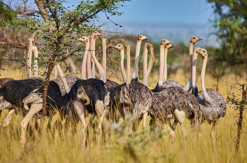Kidepo Valley Safari