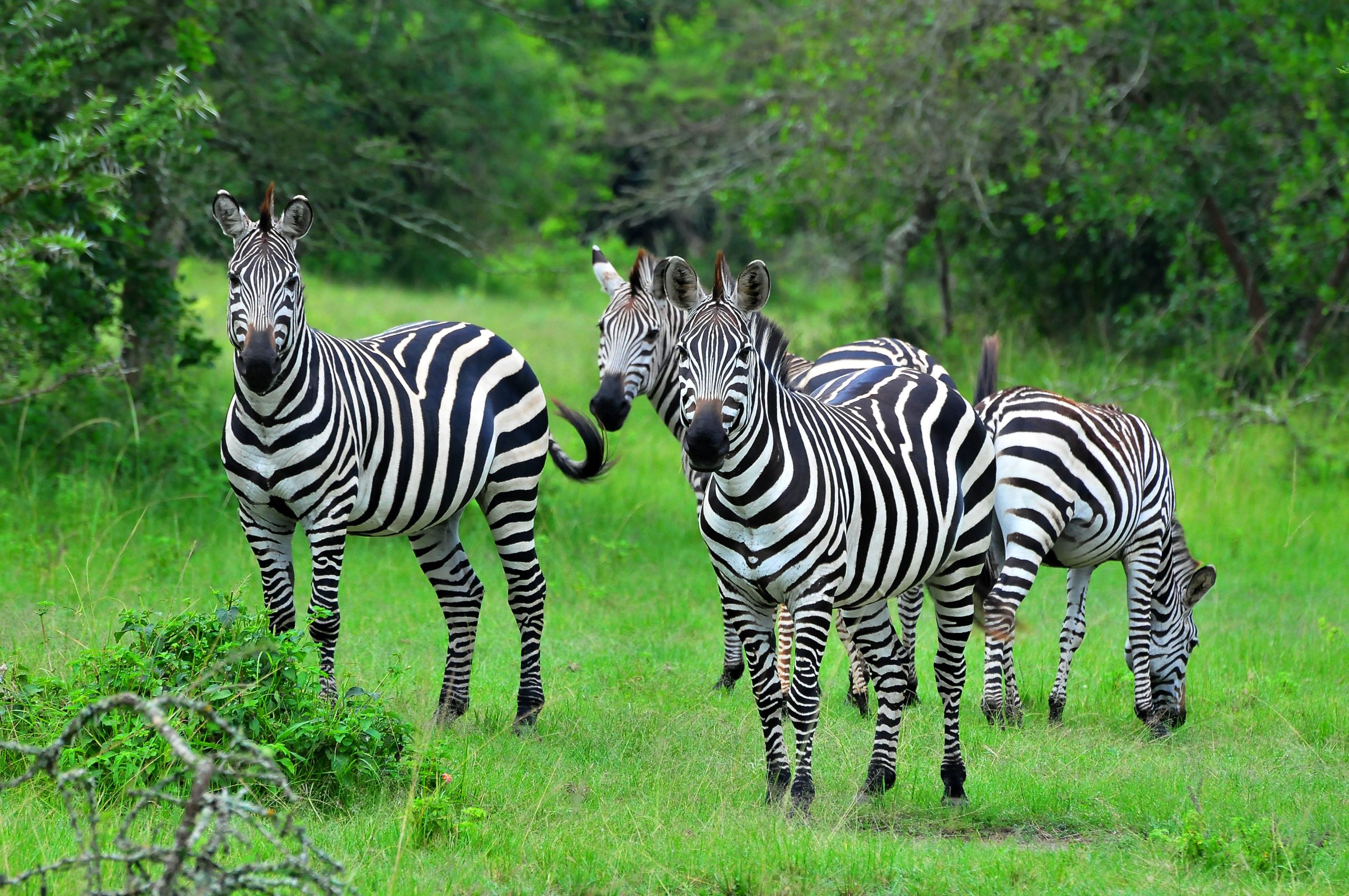 Lake Mburo Safari