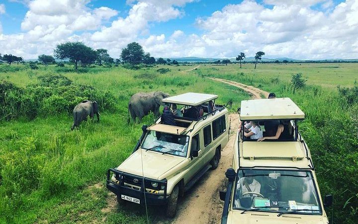 Mikumi Safari