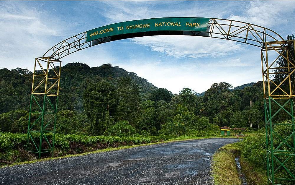 Nyungwe Forest