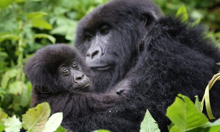 Rwanda Gorilla Trekking