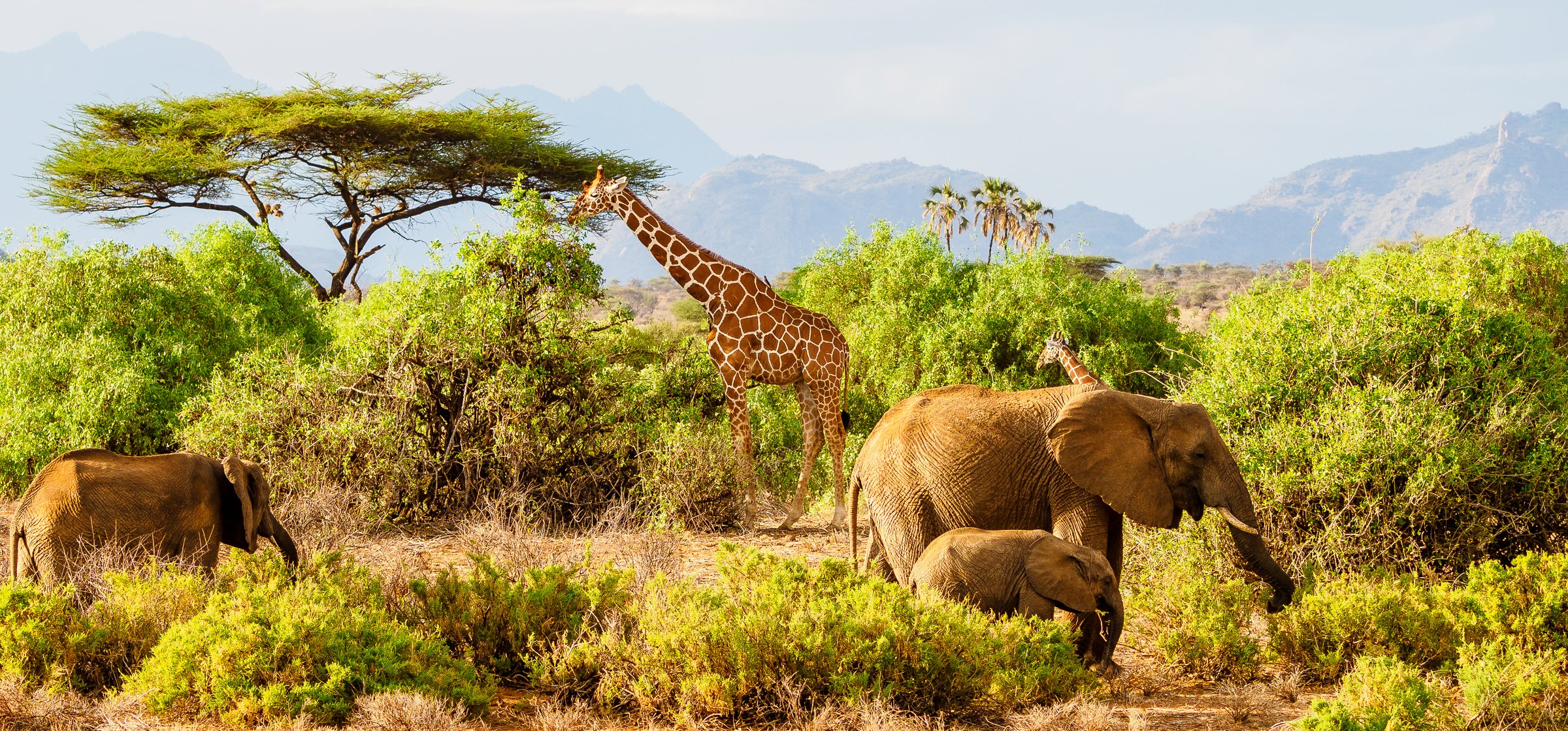 Samburu Safari