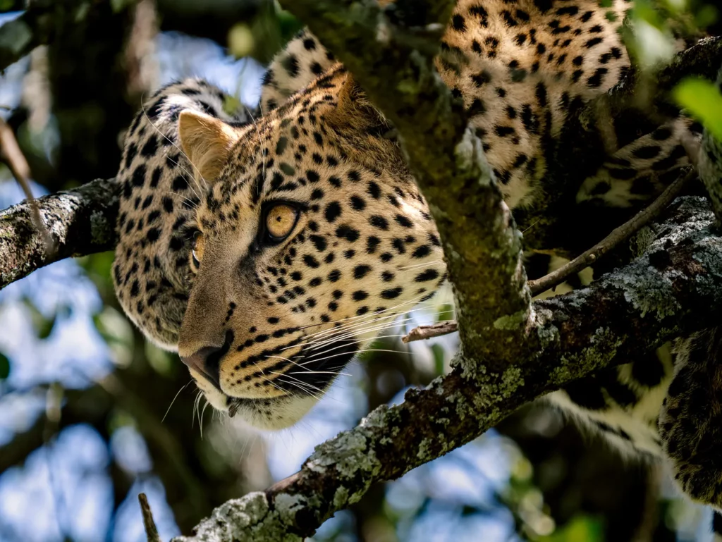 Serengeti Safari