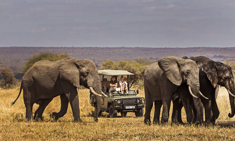 Tarangire Safari